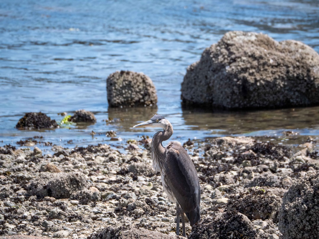 Wildlife photo spot Stanley Park Drive Ladner