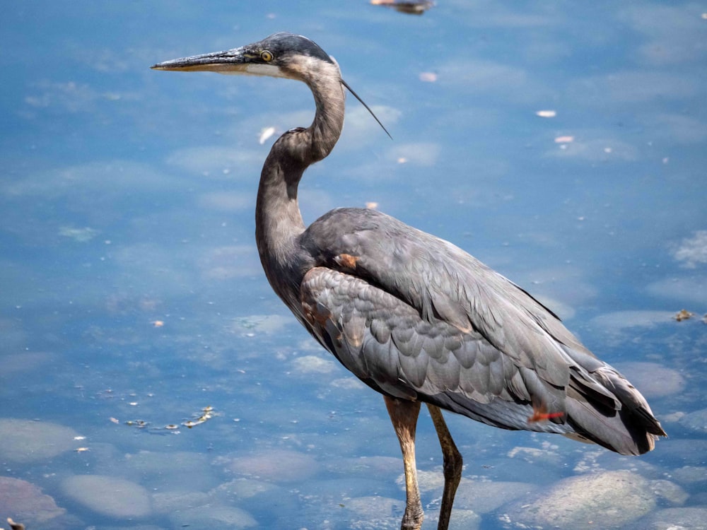 grey heron on water during daytime