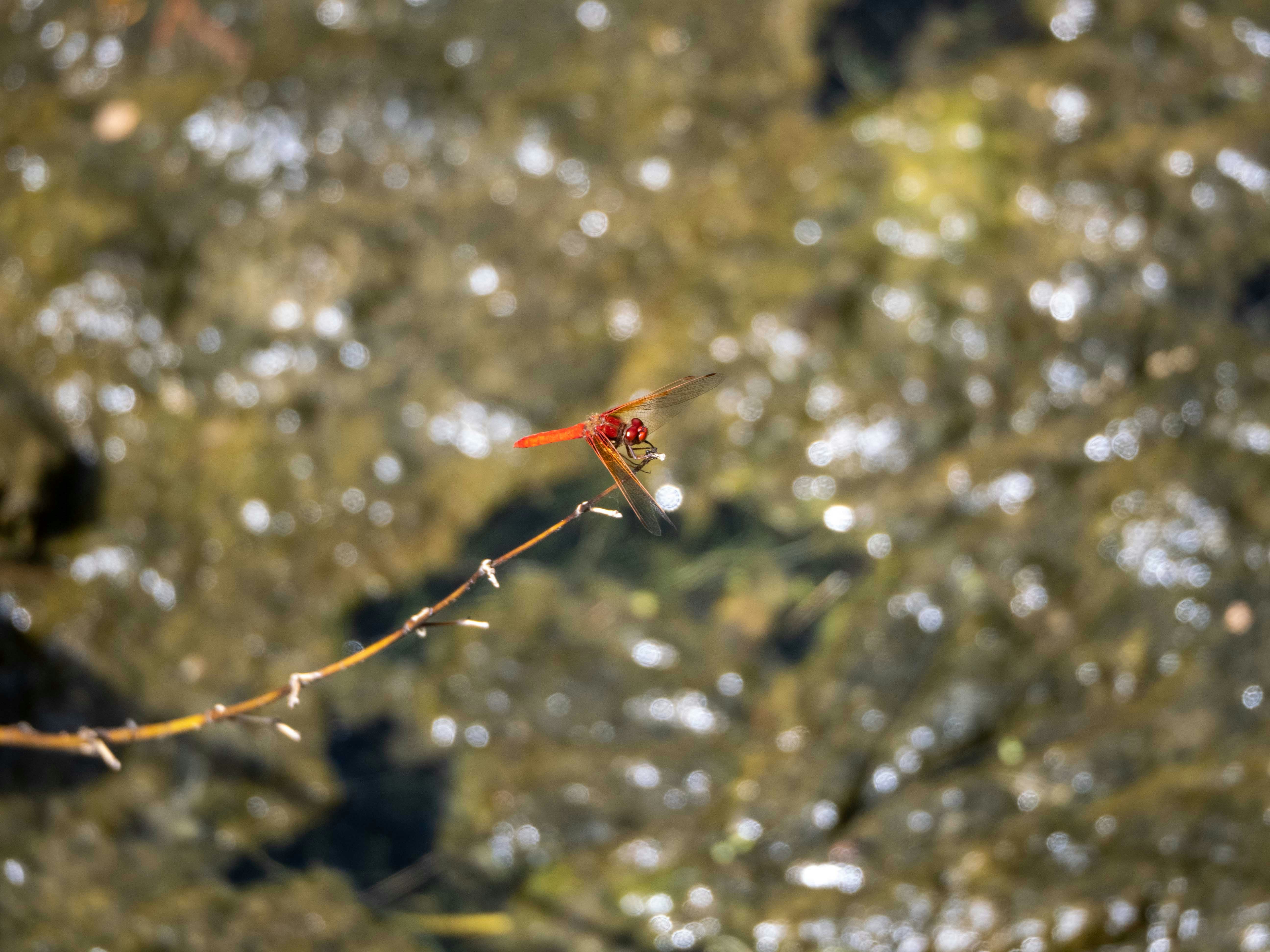 Photo by kieran_wood