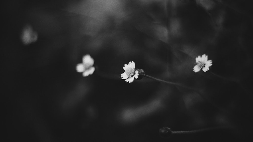 grayscale photo of white flower