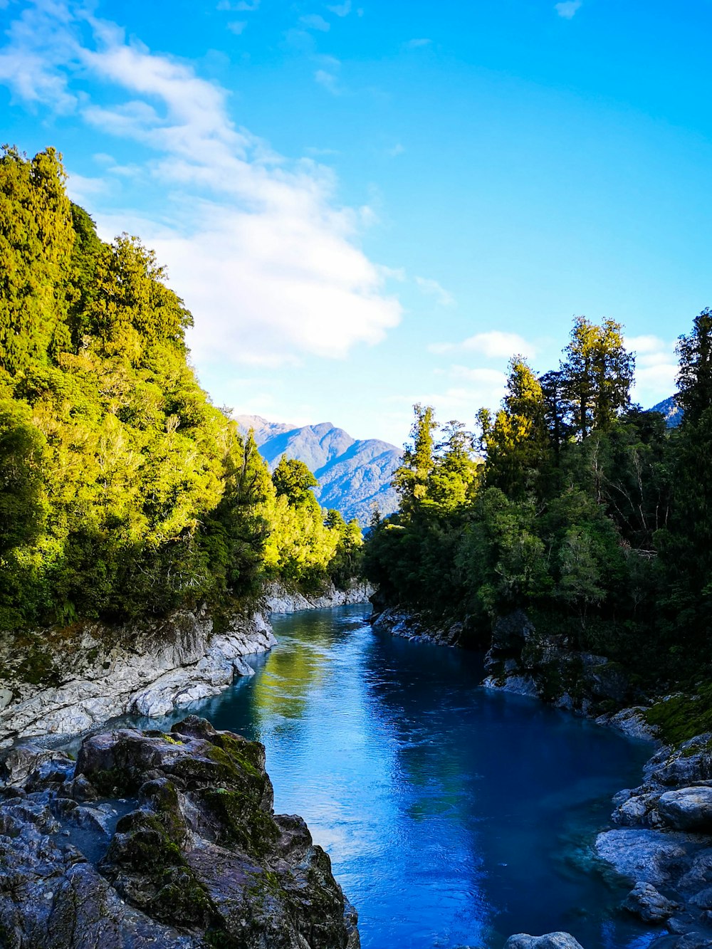 green trees beside river under blue sky during daytime