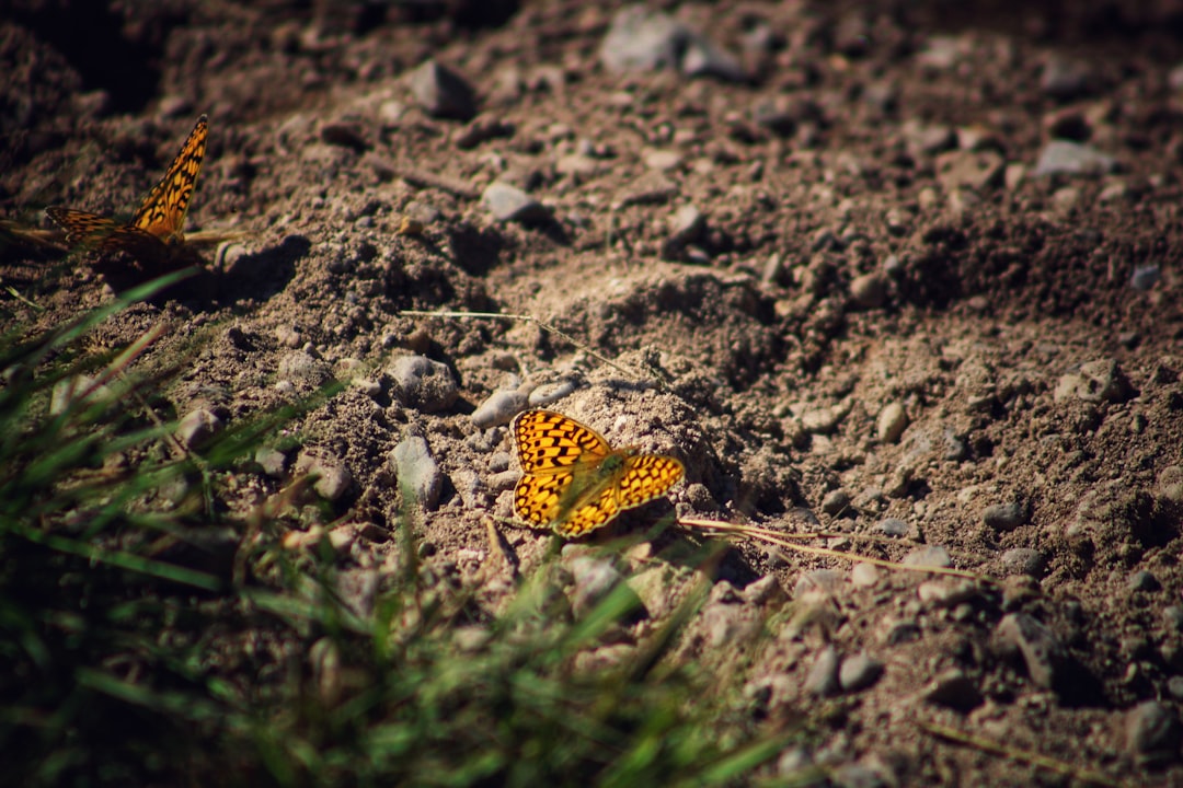 brown and black butterfly on ground during daytime