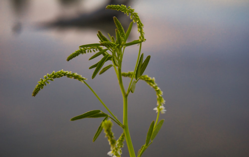 green plant in close up photography