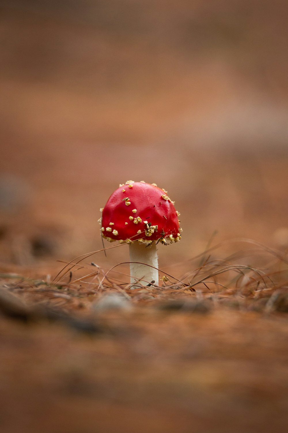 red and white mushroom in tilt shift lens