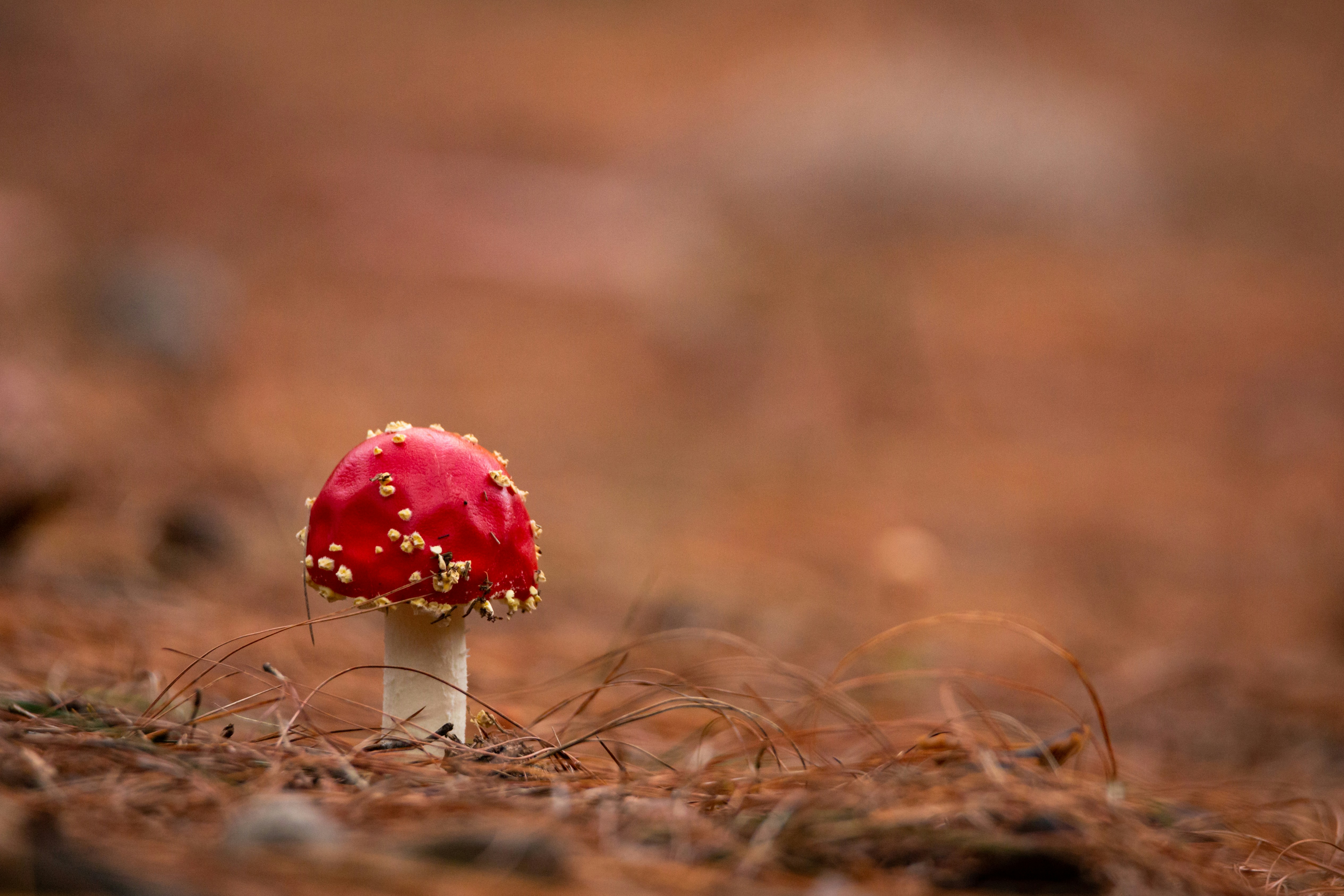 red and white mushroom in tilt shift lens