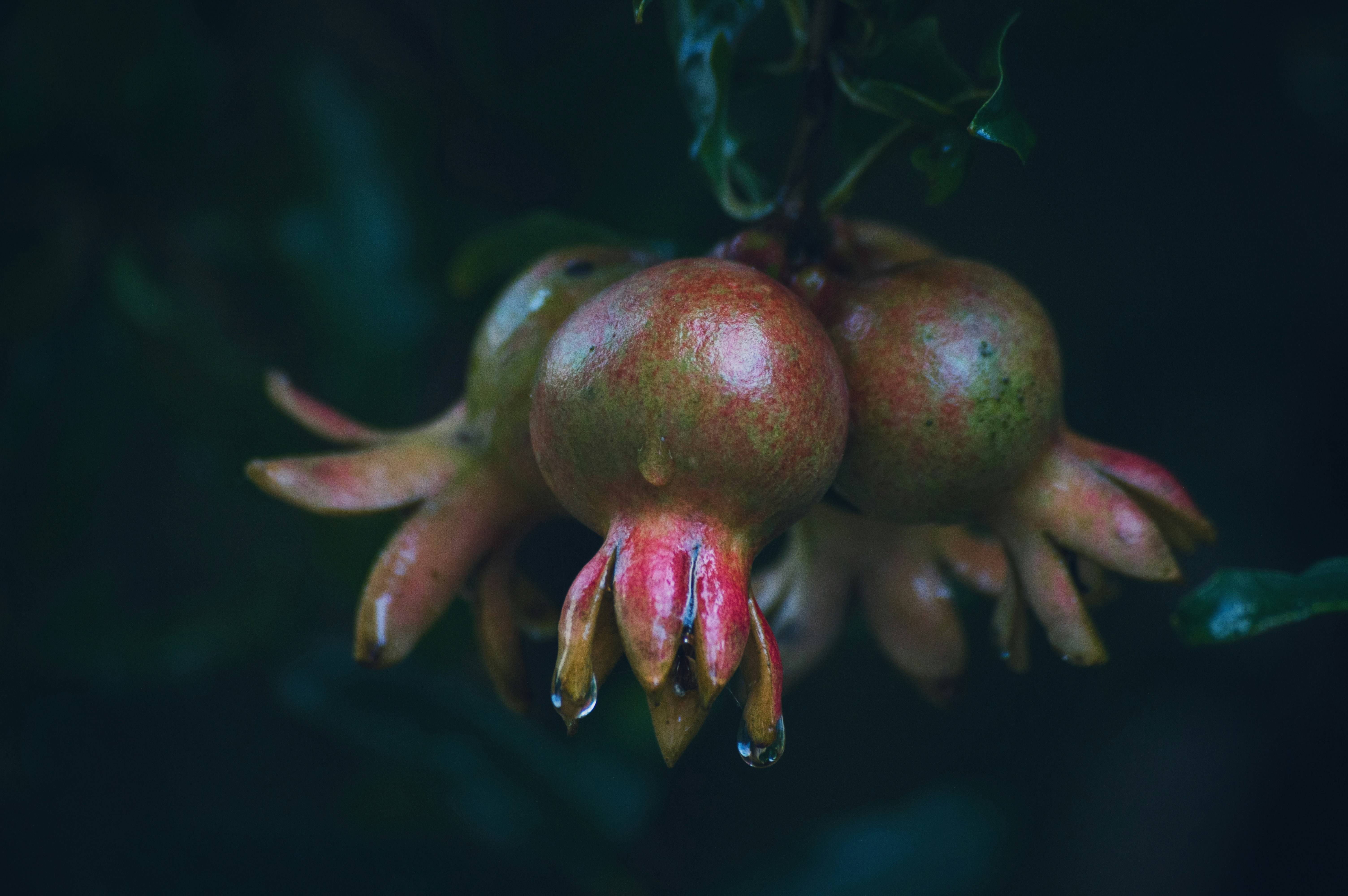 rote Frucht mit grünen Blättern
