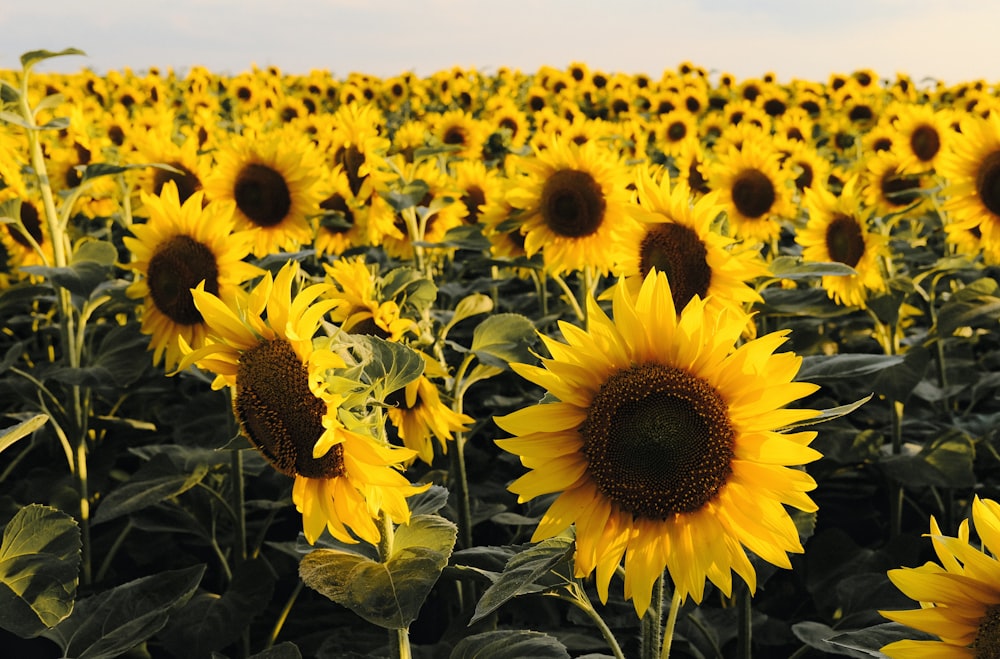 yellow sunflower field during daytime