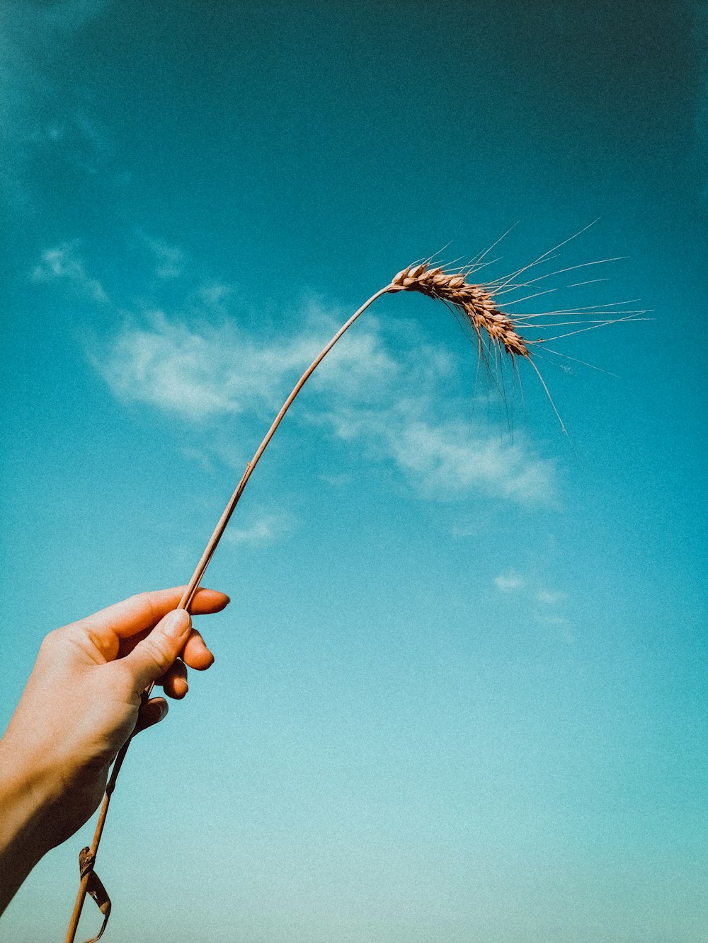 person holding brown stick under blue sky during daytime