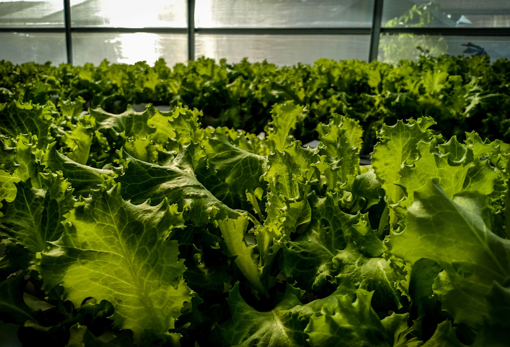 Leafy green vegetables growing in a soilless hydroponic system