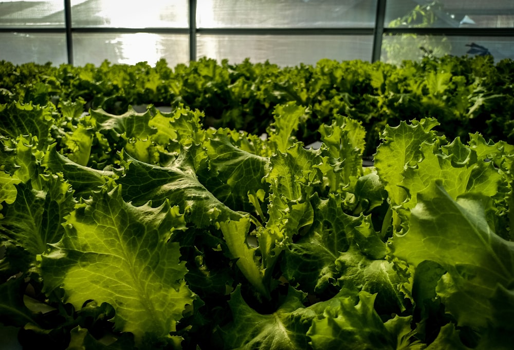 green vegetable on white metal frame