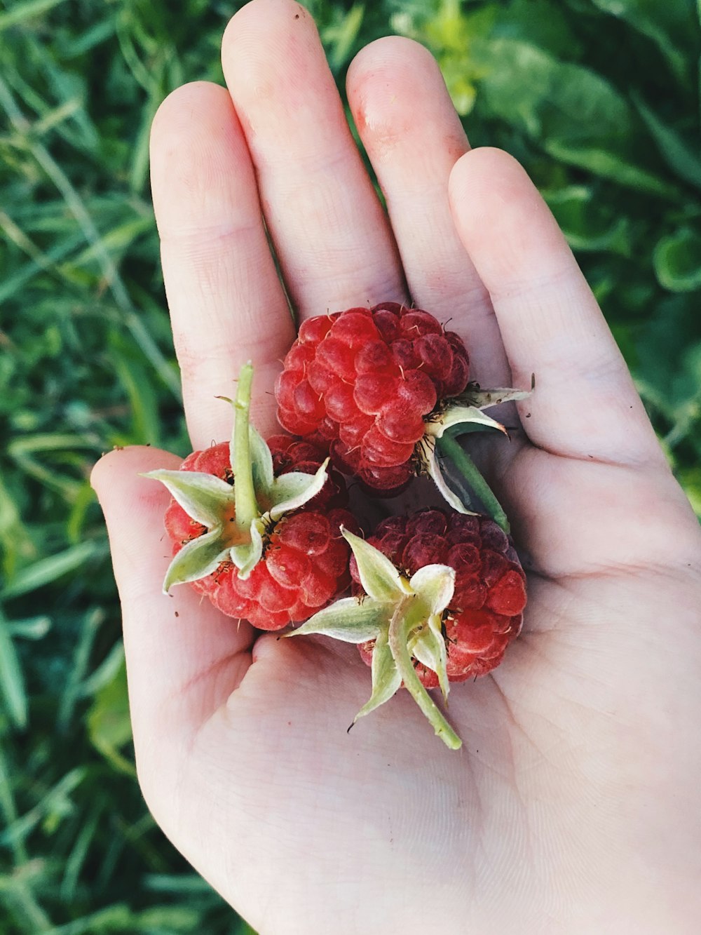 red raspberry on persons hand