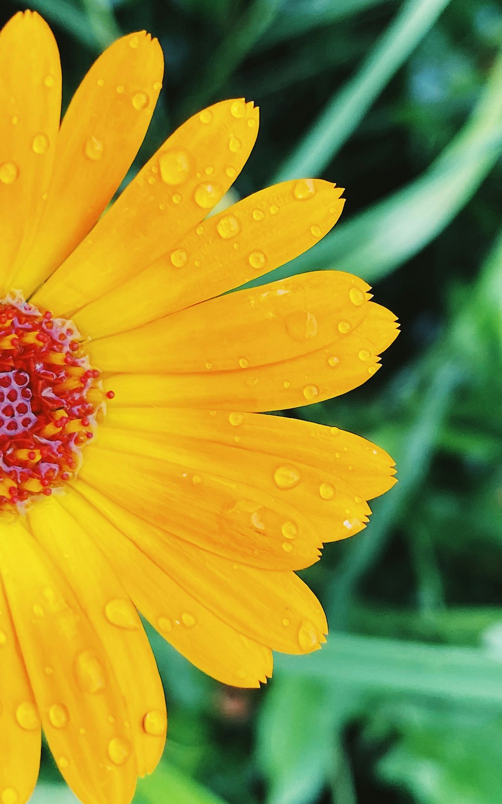 yellow flower with water droplets