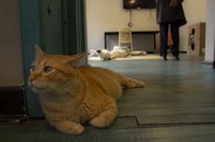 An orange cat is lounging on a wooden floor in a room that also has another cat and a person in the background. The setting appears to be inside a house or a cozy indoor space with wooden floors and a teal-colored doorframe.