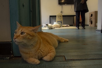 An orange cat is lounging on a wooden floor in a room that also has another cat and a person in the background. The setting appears to be inside a house or a cozy indoor space with wooden floors and a teal-colored doorframe.