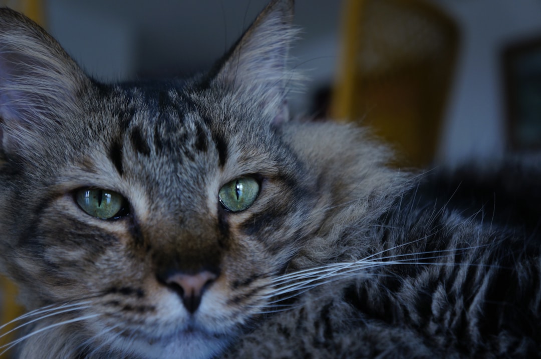 brown tabby cat lying on brown wooden table