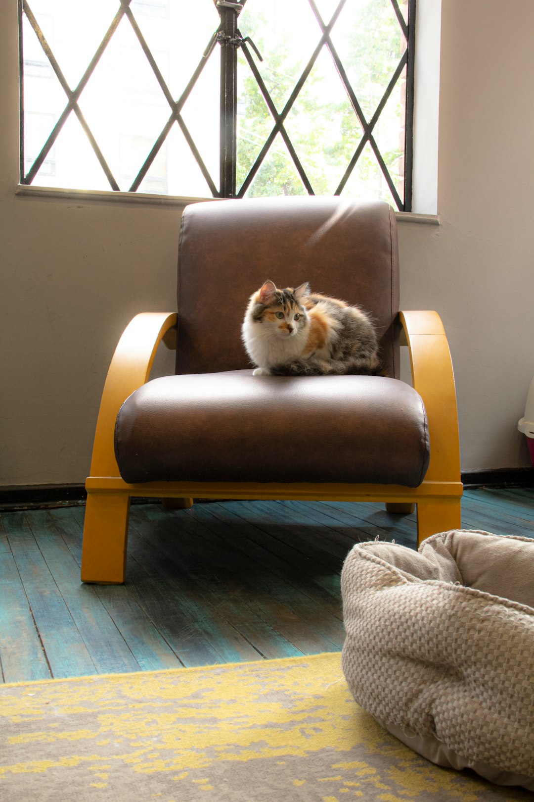 brown and white cat on brown leather chair