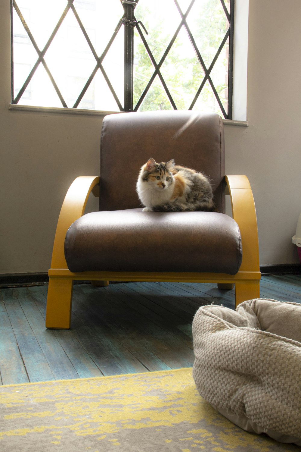 brown and white cat on brown leather chair