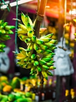 green and yellow flower buds