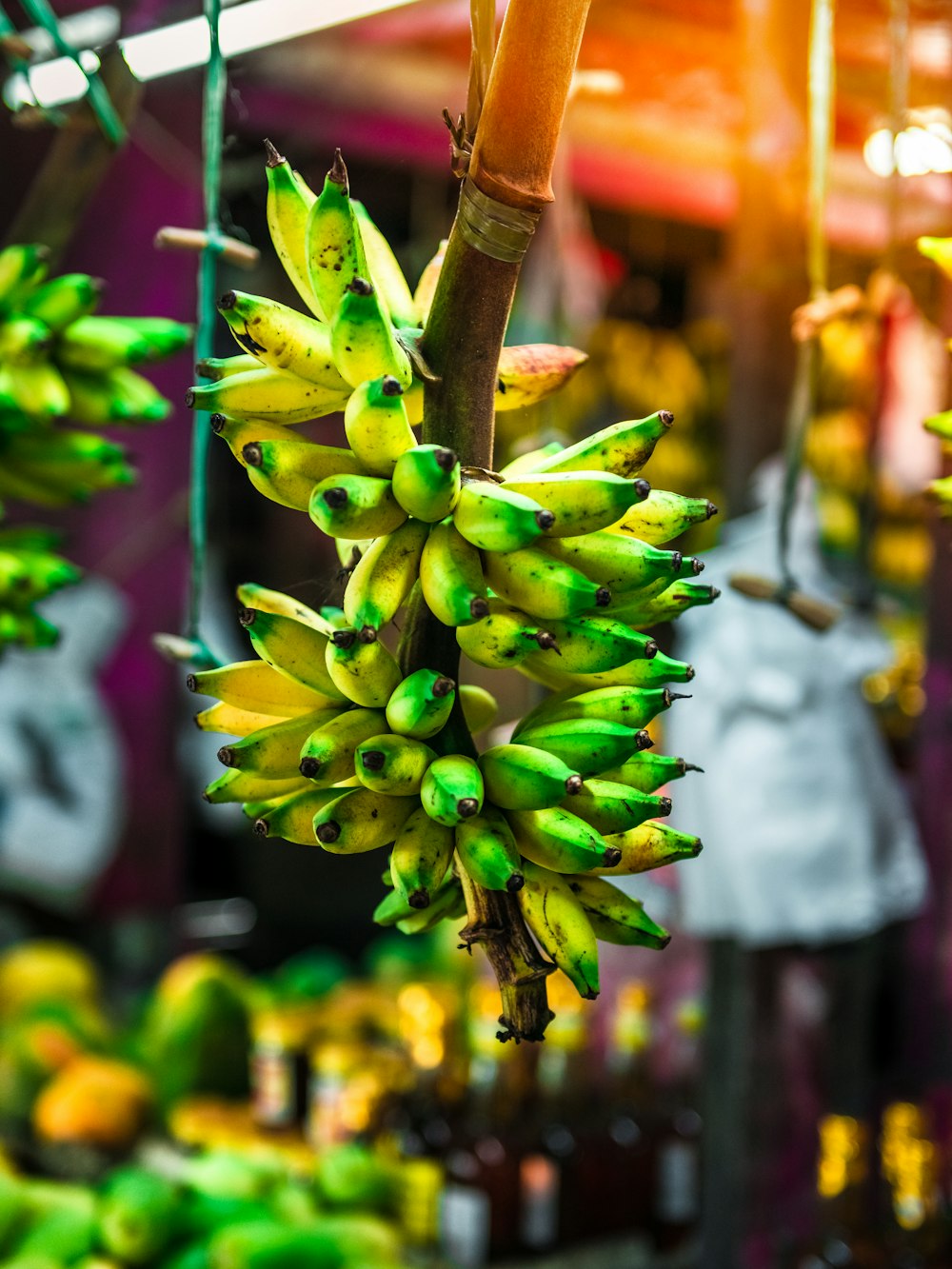 green and yellow flower buds