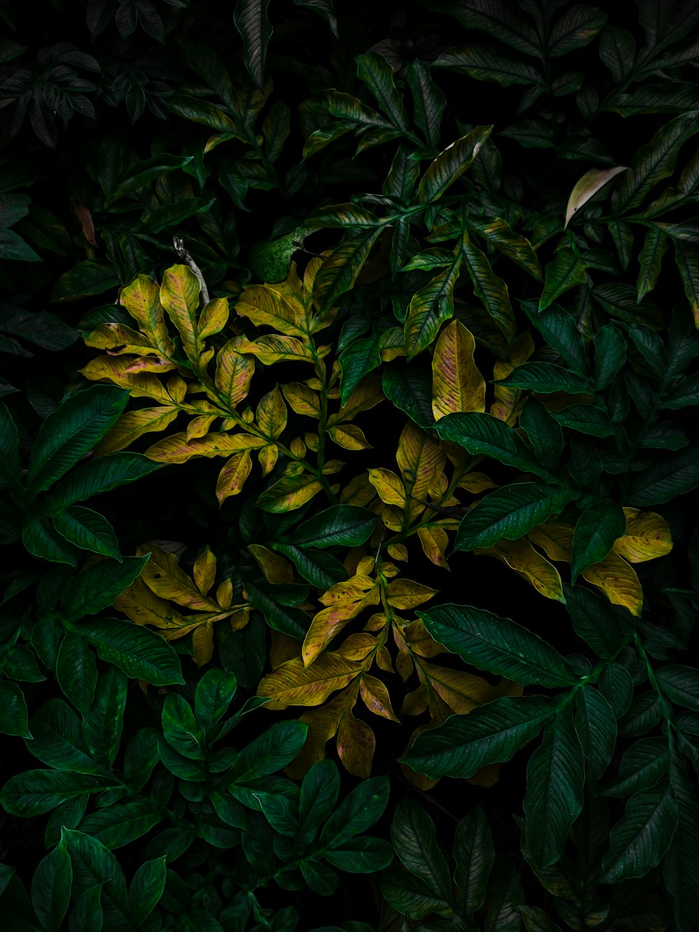 green and brown leaves plant