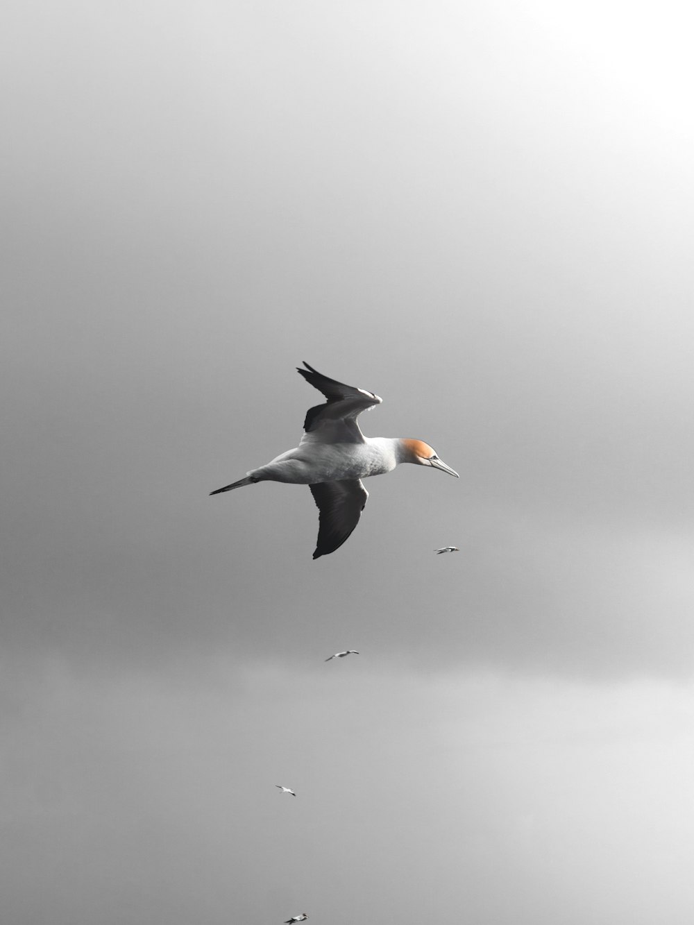 white and black bird flying