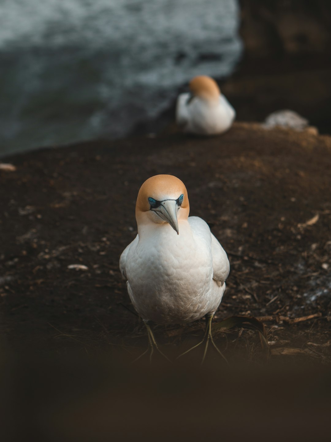 white and yellow bird on brown soil