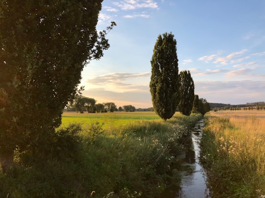 green grass field and trees near river under blue sky during daytime in Obernfeld Germany