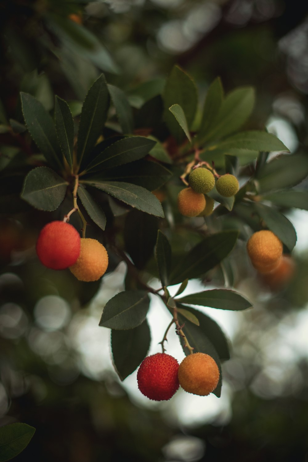 orange fruits on tree during daytime