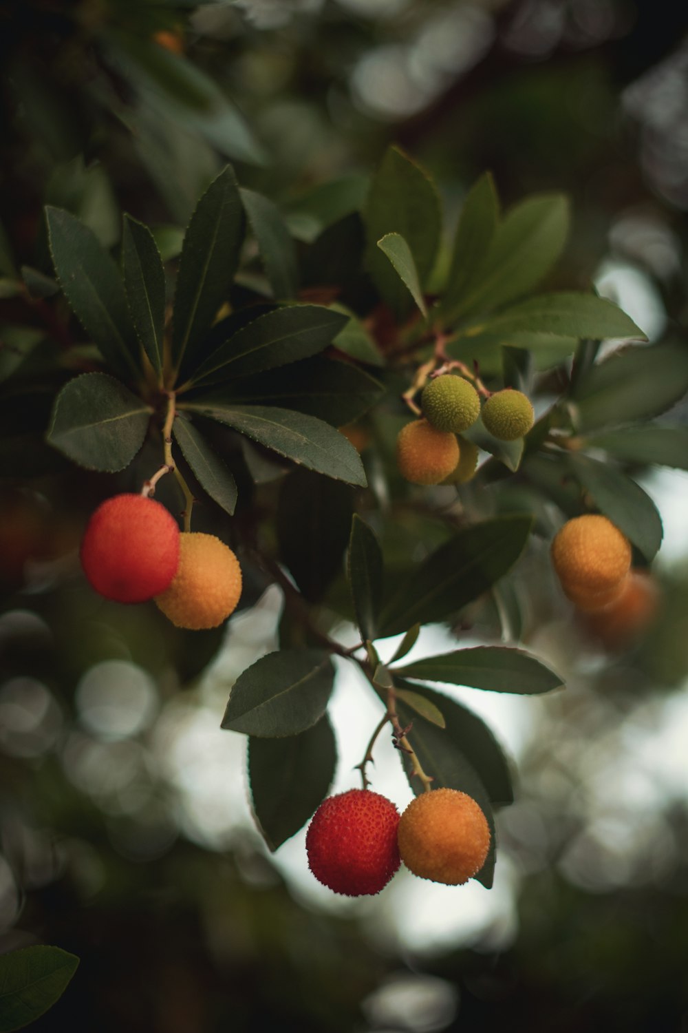 Orangenfrüchte am Baum tagsüber