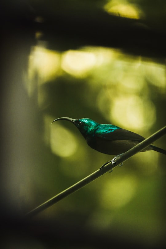 blue and green bird on brown stick in Kerala India