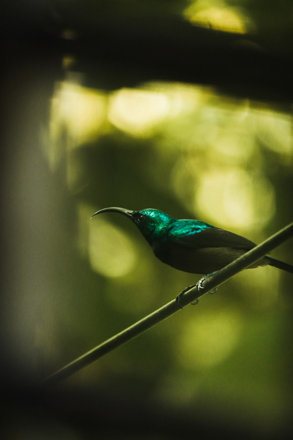 blue and green bird on brown stick