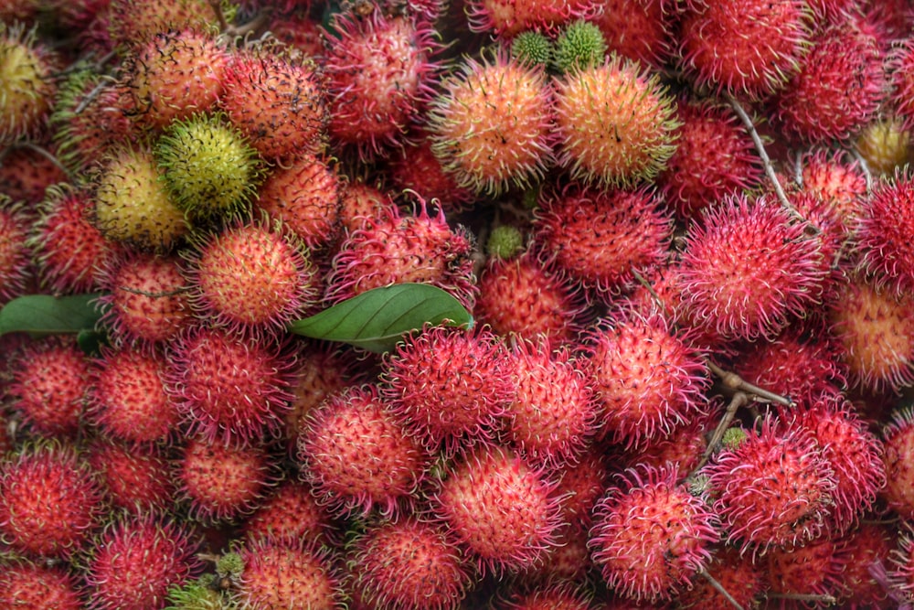 green and red cactus plant