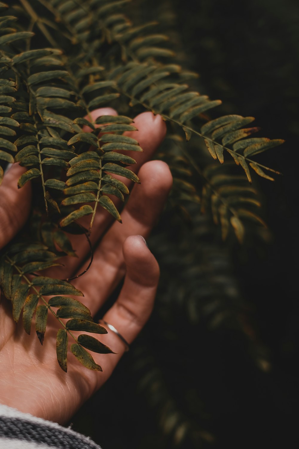 personne tenant une plante à feuilles vertes