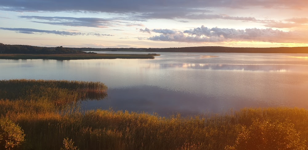 brown grass near body of water during daytime