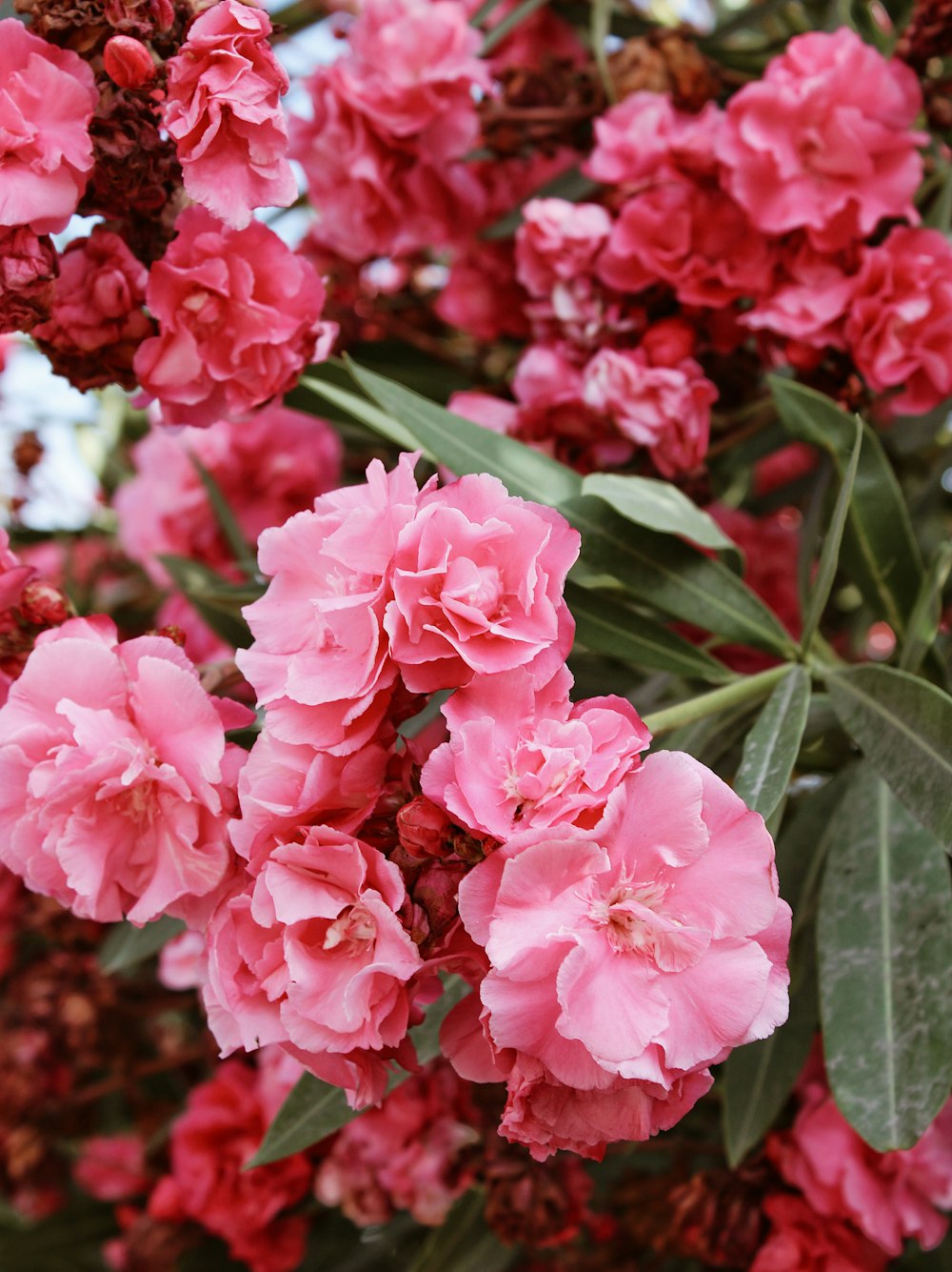 pink flowers with green leaves
