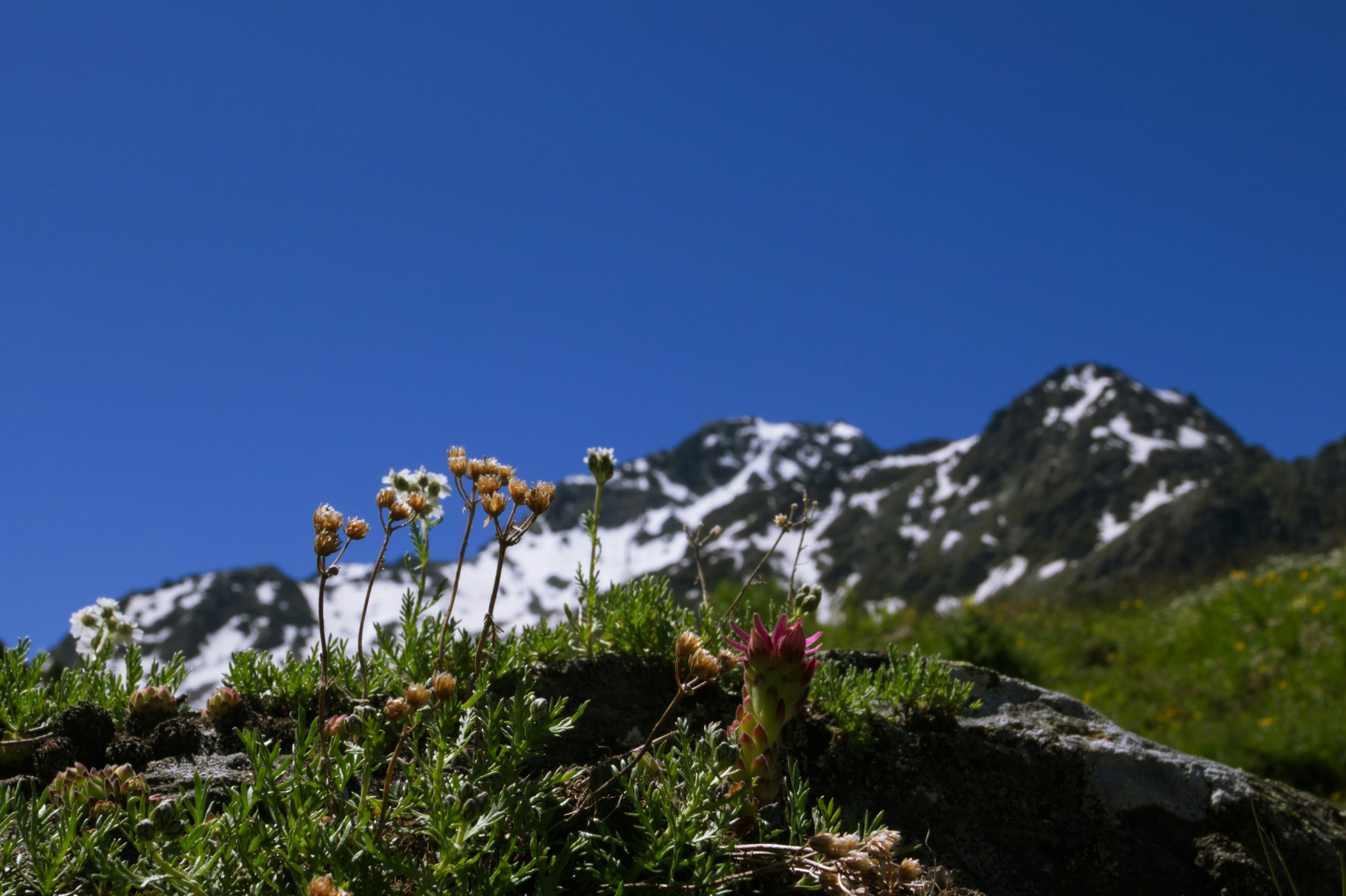 Convergent Evolution: When Distant Relatives Think Alike (image credits: unsplash)