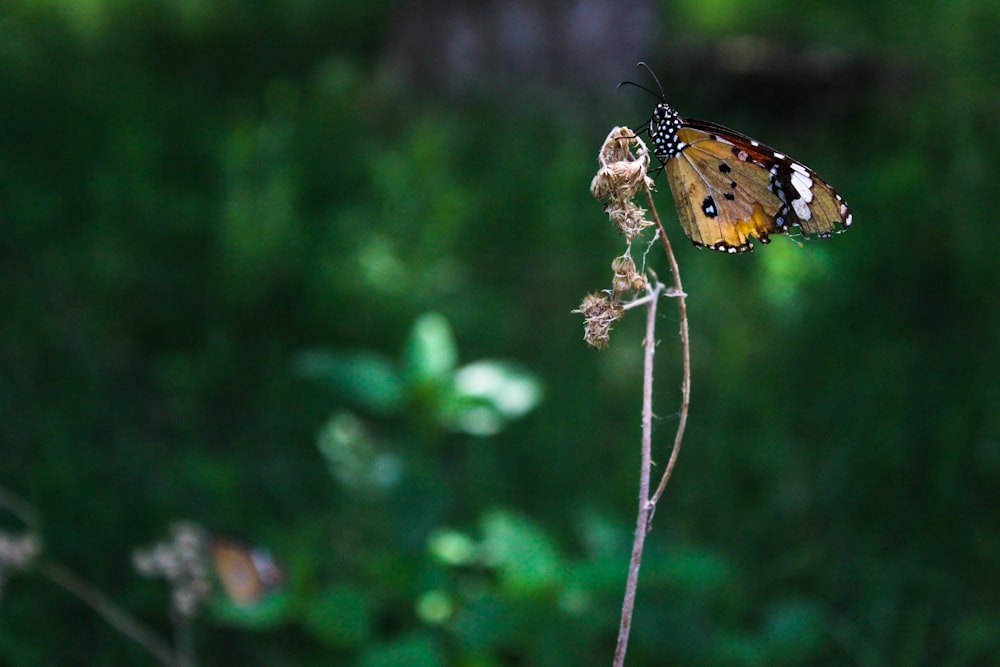 brown and black butterfly perched on white flower in close up photography during daytime