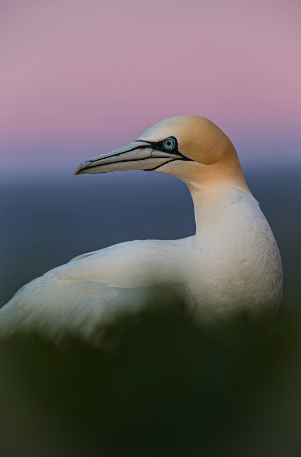 white bird with blue eyes