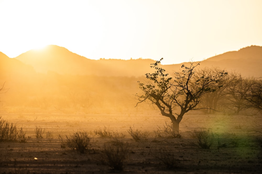 leafless tree on brown field during daytime