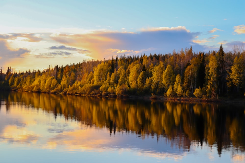 green trees beside body of water during daytime