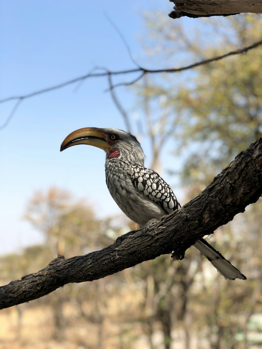 schwarz-weißer Vogel tagsüber auf braunem Ast