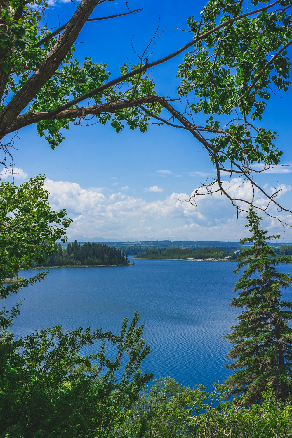 green trees near lake under blue sky during daytime