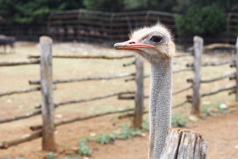 brown and gray ostrich on green grass during daytime