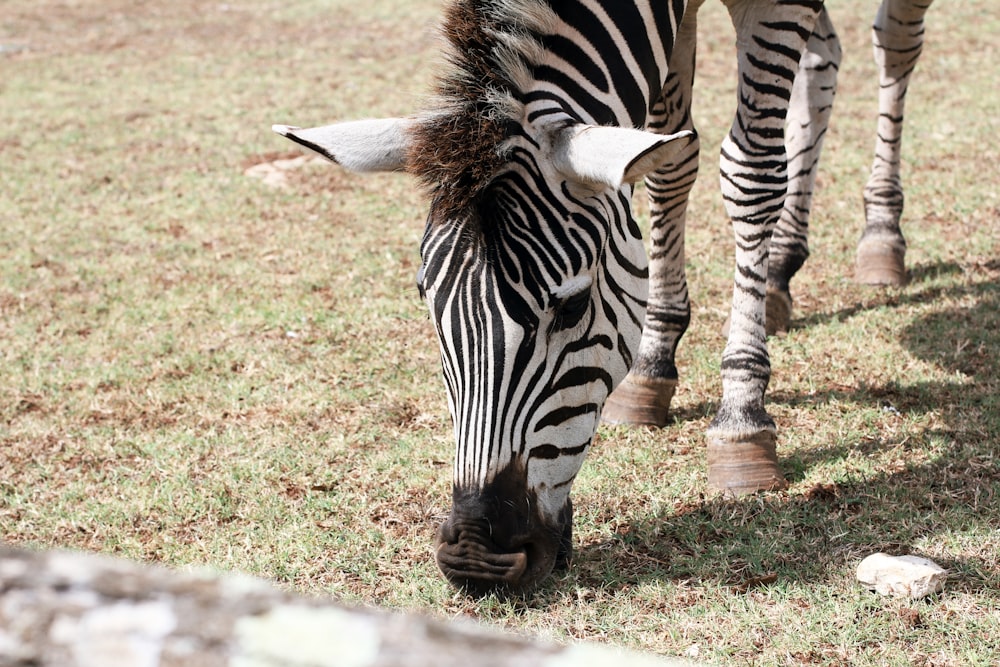 zebra on green grass field during daytime