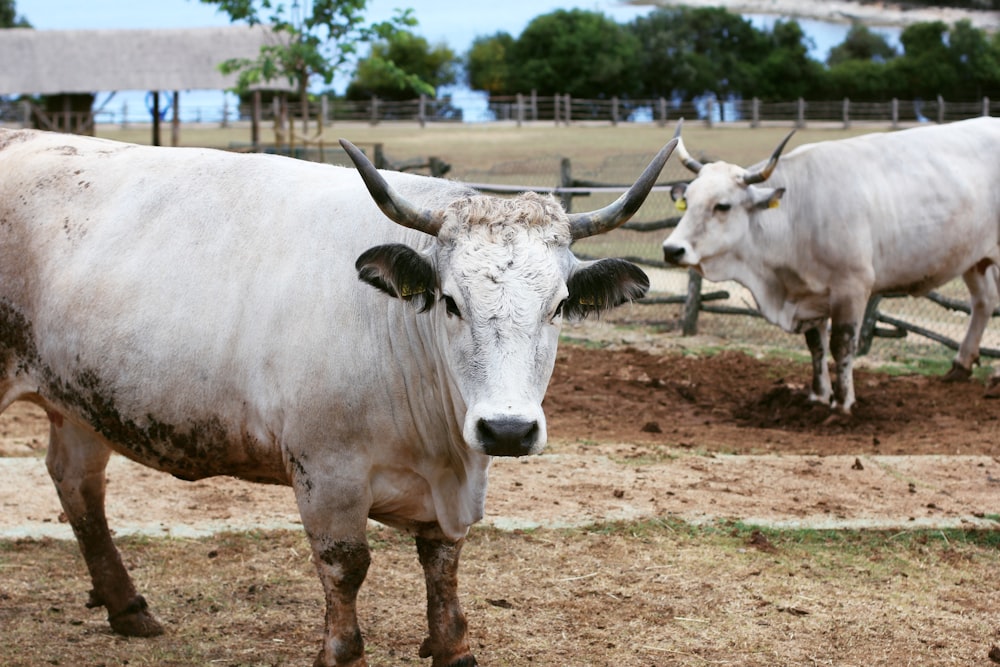 white cow on brown field during daytime