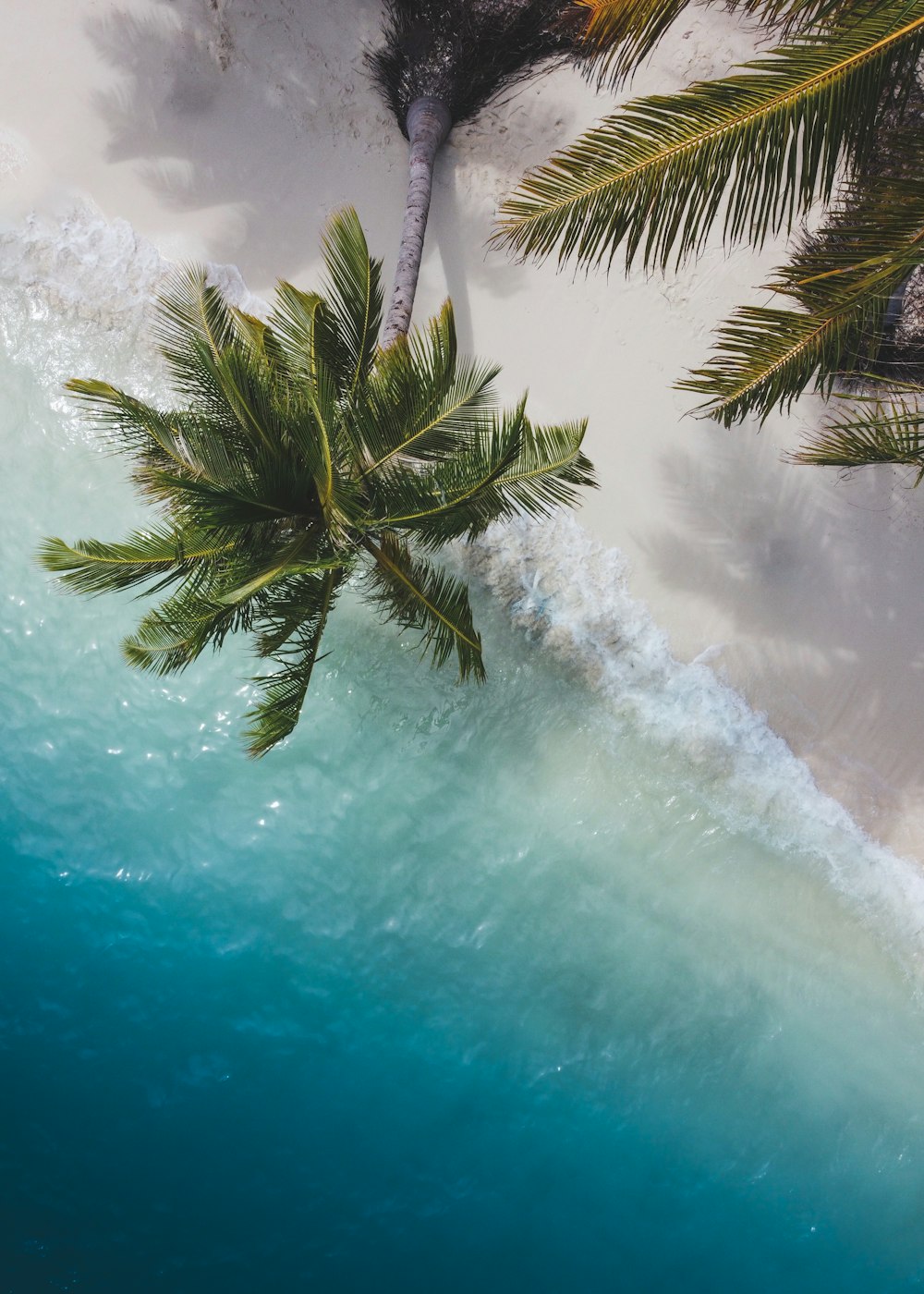 Palmera verde bajo el cielo azul