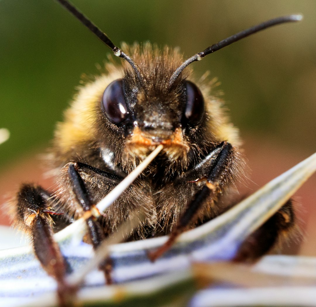 black and yellow bee on white and blue feather