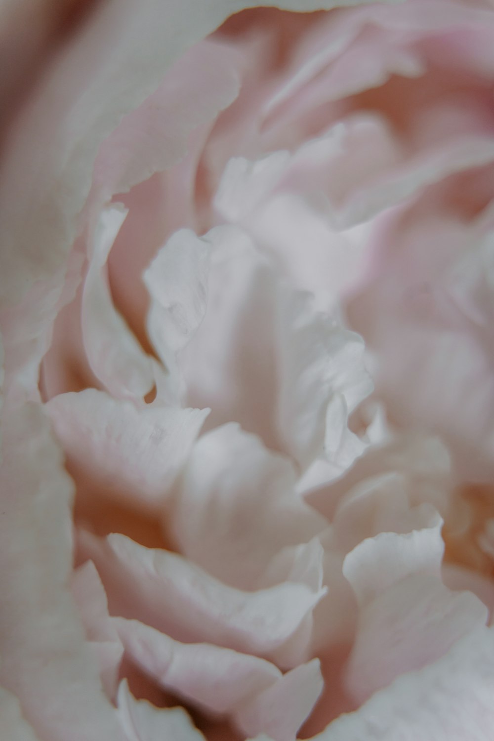 white flower petals in close up photography