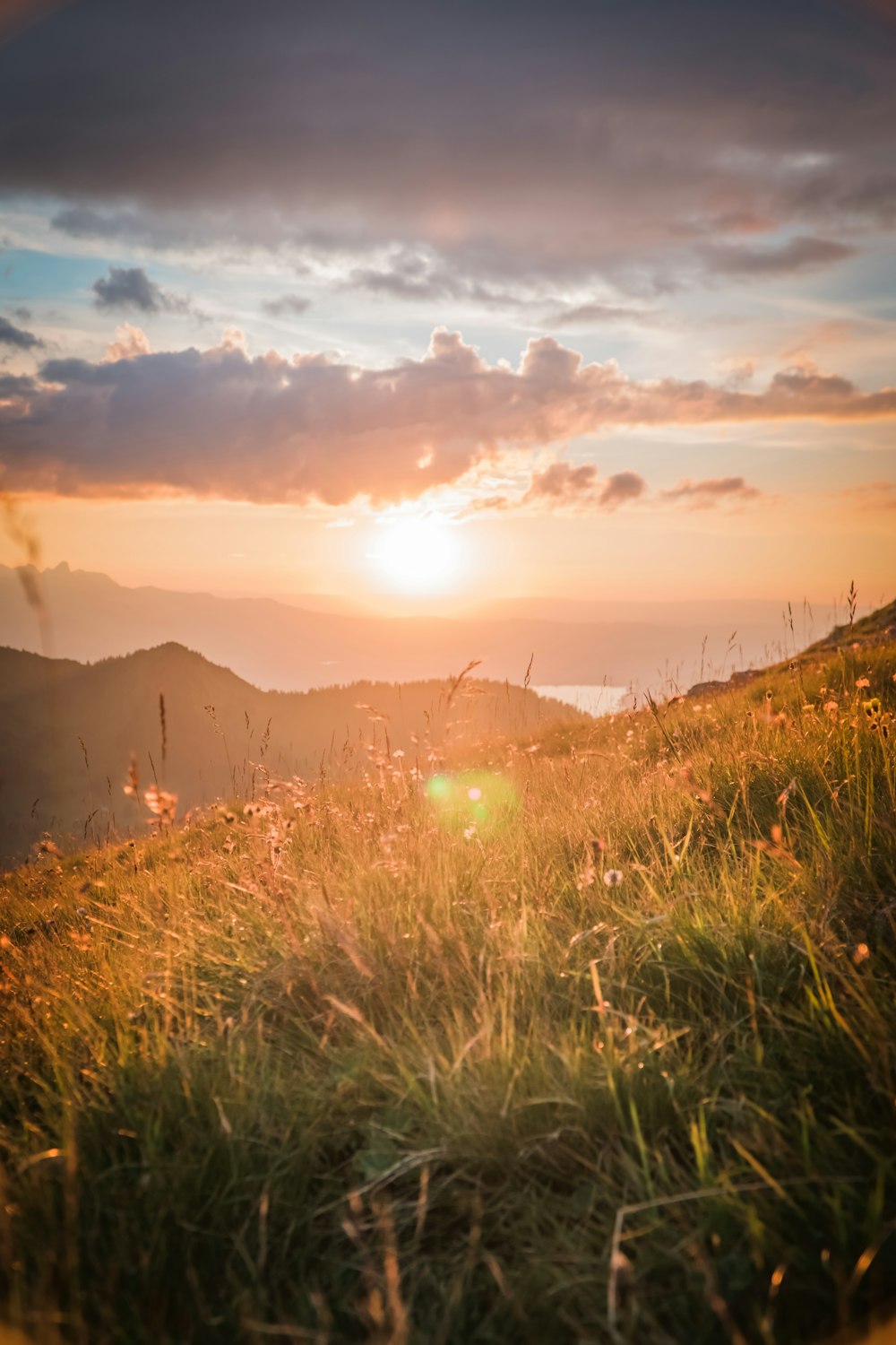 green grass field during sunset