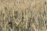 Farmers inspecting mature wheat crop ready for harvest.